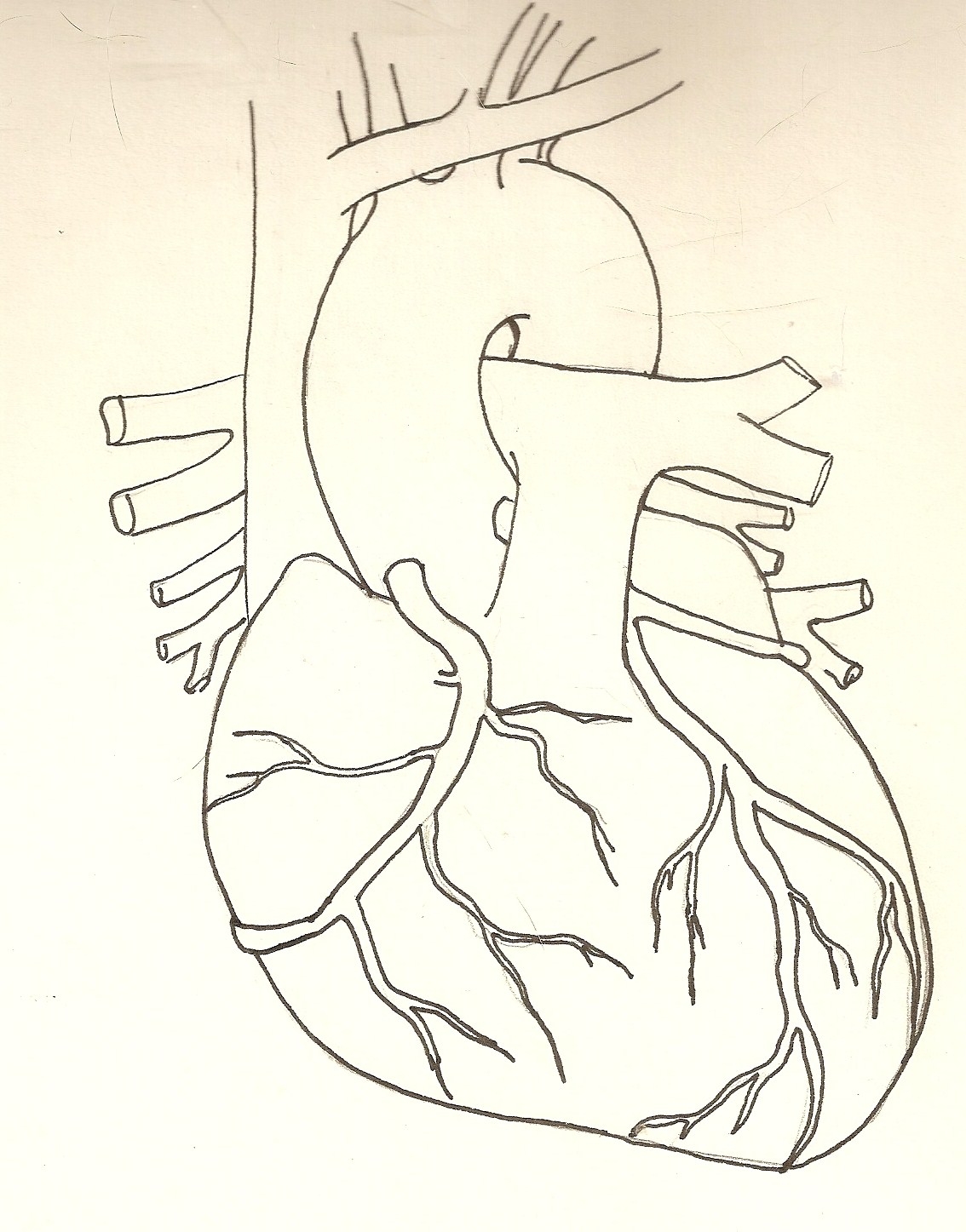 Anterior View of Coronary Arteries, Line Drawing ECG Guru